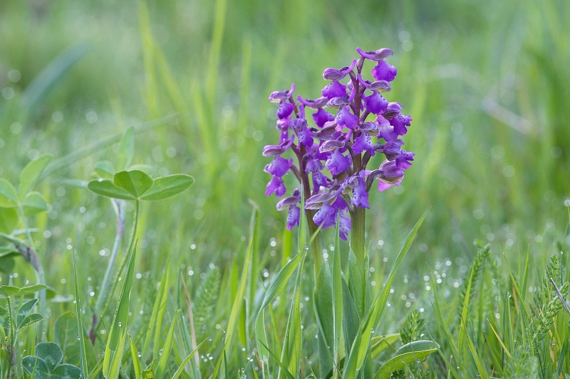 Photo Flore orchis bouffon (Anacamptis morio)