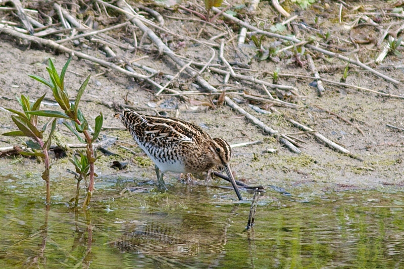 Photo Oiseaux Bécassine des marais (Gallinago gallinago)