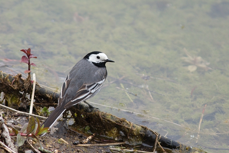 Photo Oiseaux Bergeronnette grise (Motacilla alba)