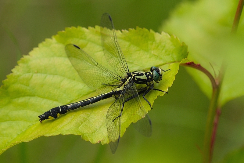 Photo Insectes Gomphe vulgaire (Gomphus vulgatissimus)
