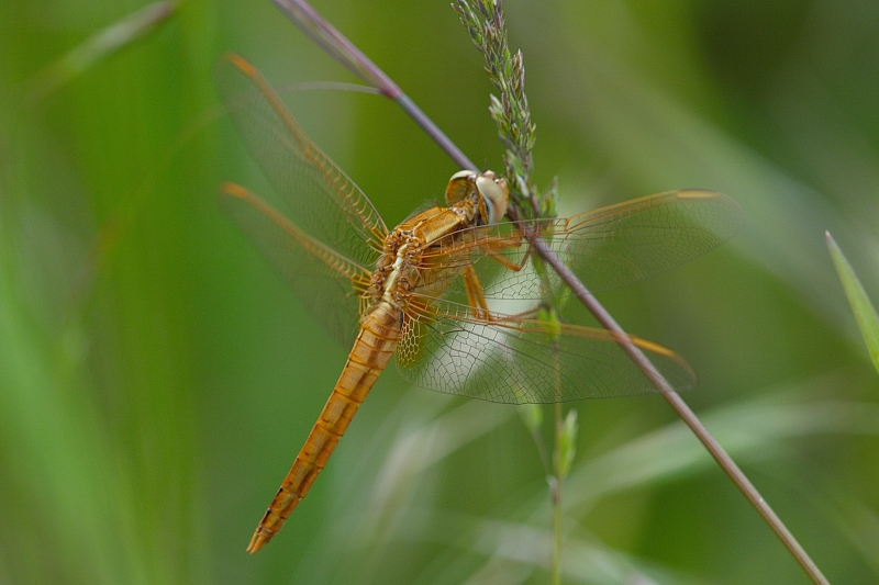 Photo Insectes Libellule écarlate (Crocothemis erythraea)