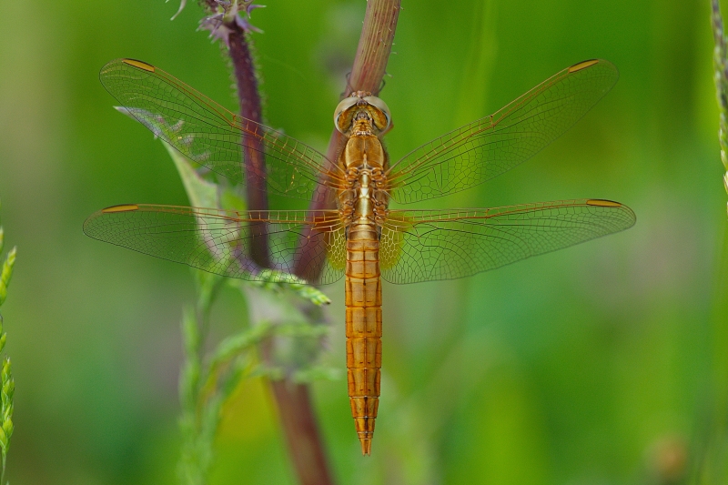 Photo Insectes Libellule écarlate (Crocothemis erythraea)