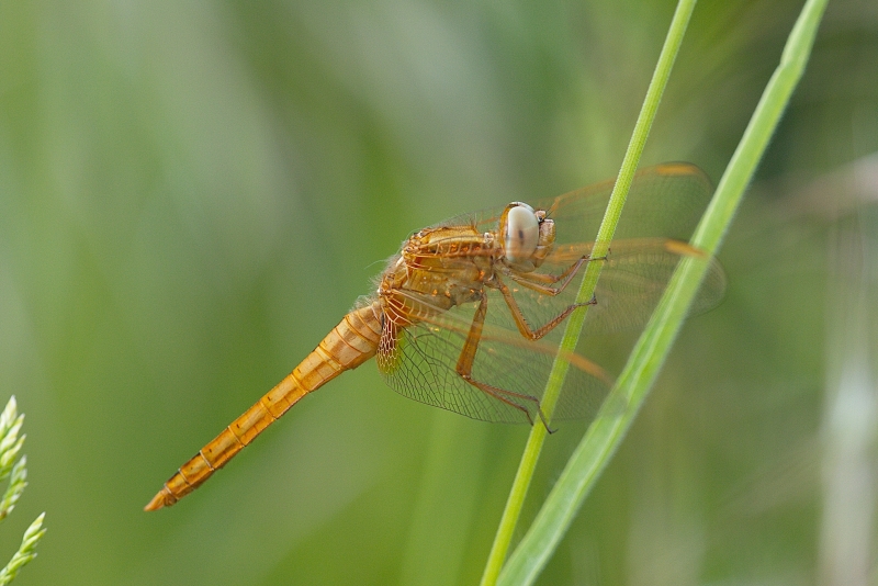 Photo Insectes Libellule écarlate (Crocothemis erythraea)