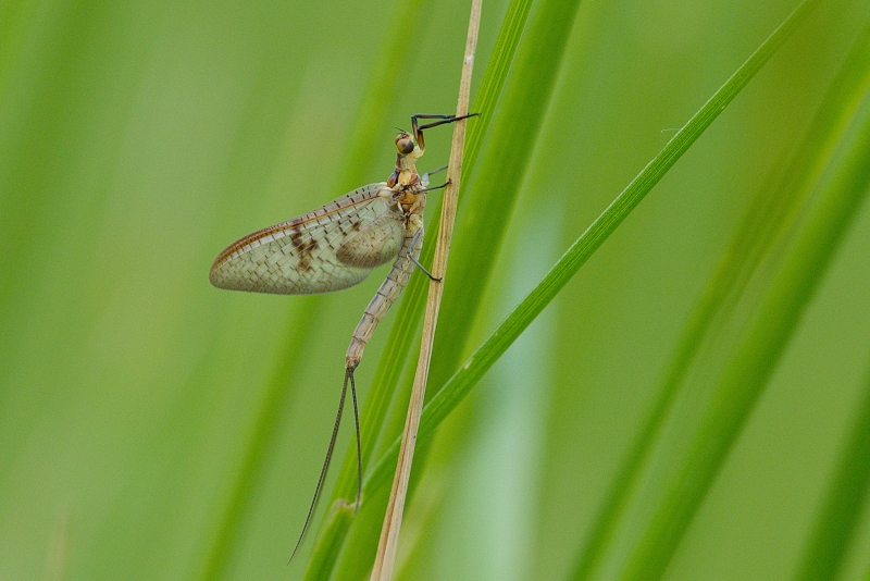 Photo Insectes Ephemera glaucops