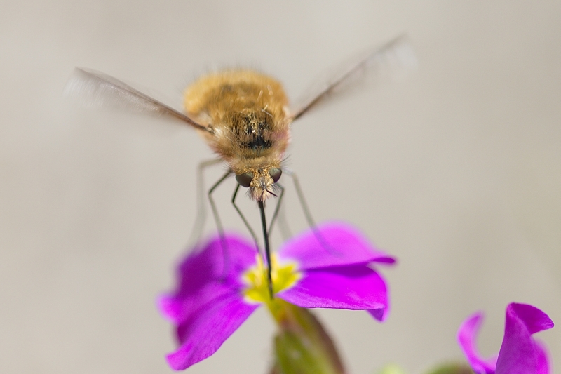Photo Insectes Grand bombyle (Bombylius major)