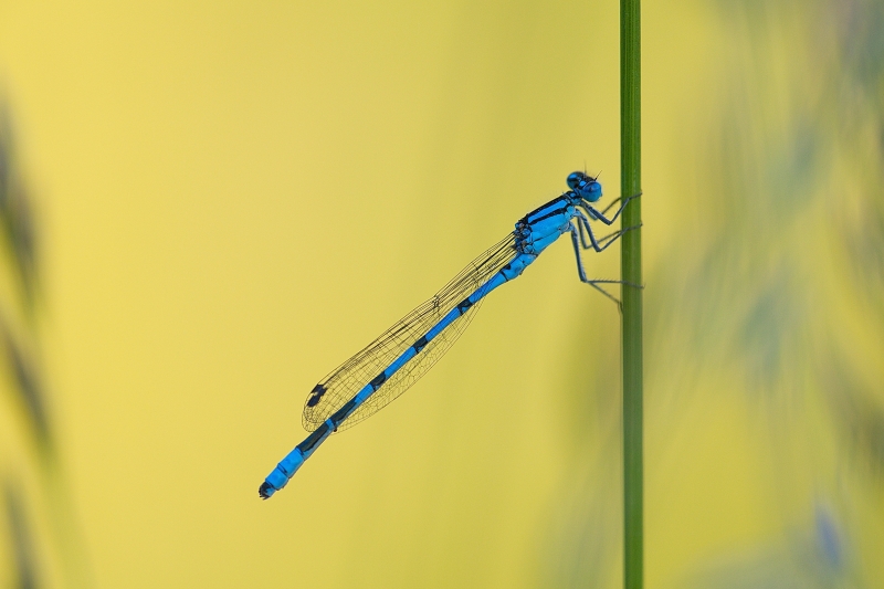 Photo Insectes Agrion porte-coupe (Enallagma cyathigerum)