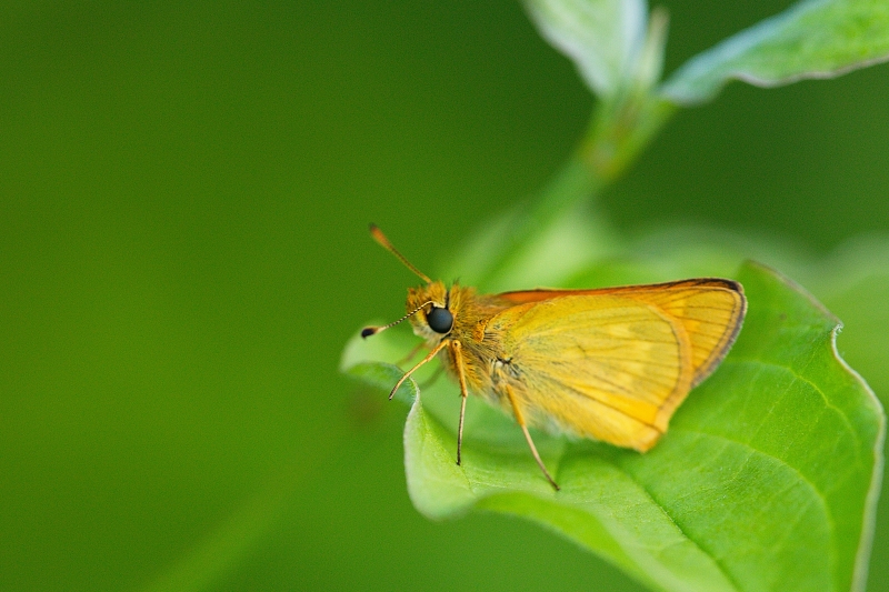 Photo Insectes Sylvaine (Ochlodes sylvanus)