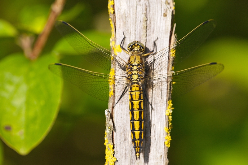 Photo Insectes Orthetrum réticulé (Orthetrum cancellatum)