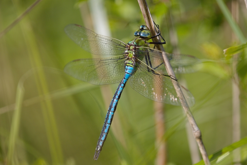 Photo Insectes Anax empereur (Anax imperator)