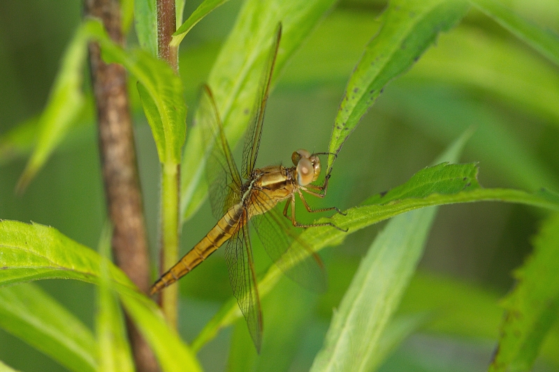 Photo Insectes Libellule écarlate (Crocothemis erythraea)