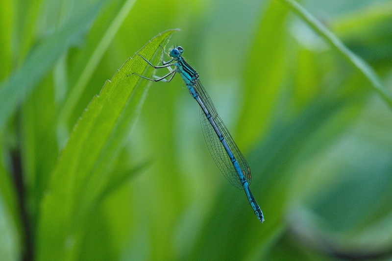 Photo Insectes agrion à larges pattes (Platycnemis pennipes)