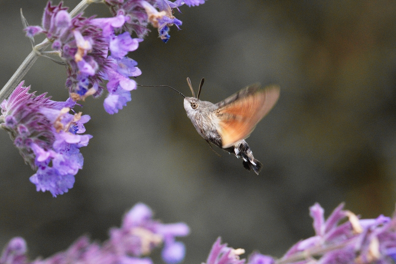 Photo Insectes Moro-sphinx (Macroglossum stellatarum)