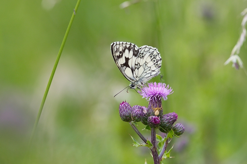 Photo Insectes Demi-deuil (Melanargia galathea)