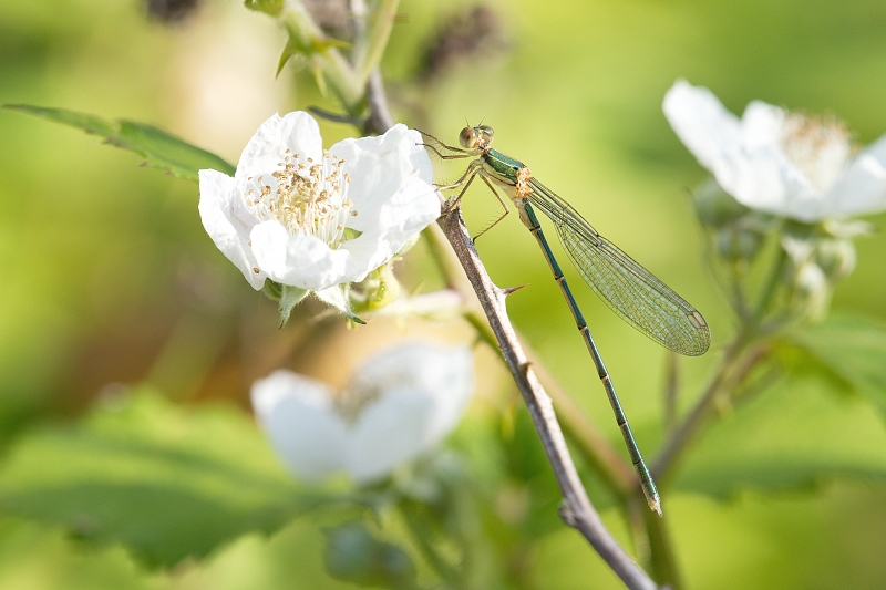 Photo Insectes Leste vert (Chalcolestes viridis)
