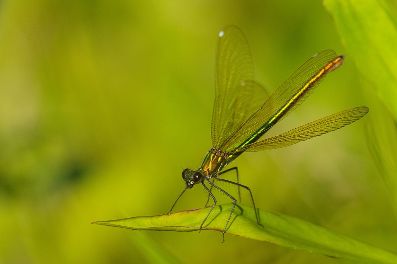 Photo Insectes Caloptéryx éclatant (Calopteryx splendens)