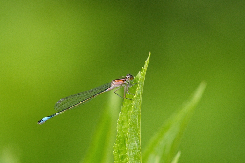 Photo Insectes Agrion élégant (Ischnura elegans)