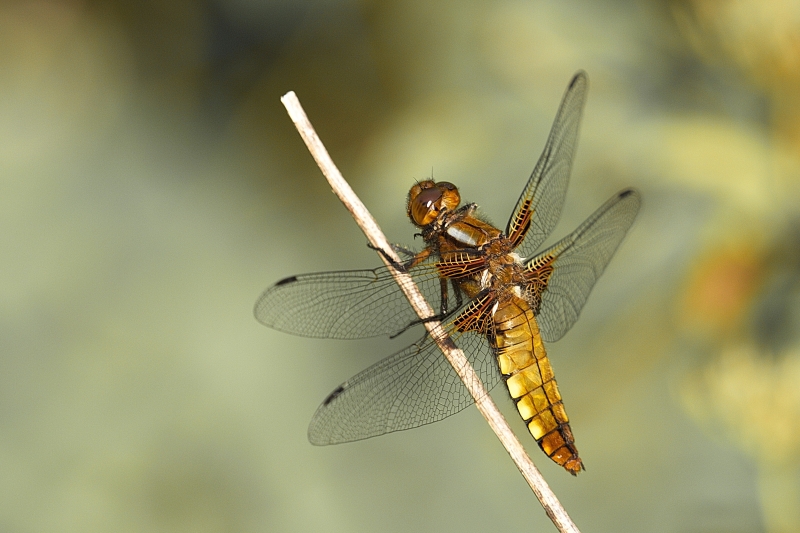 Photo Insectes Libellule déprimée (Libellula depressa)