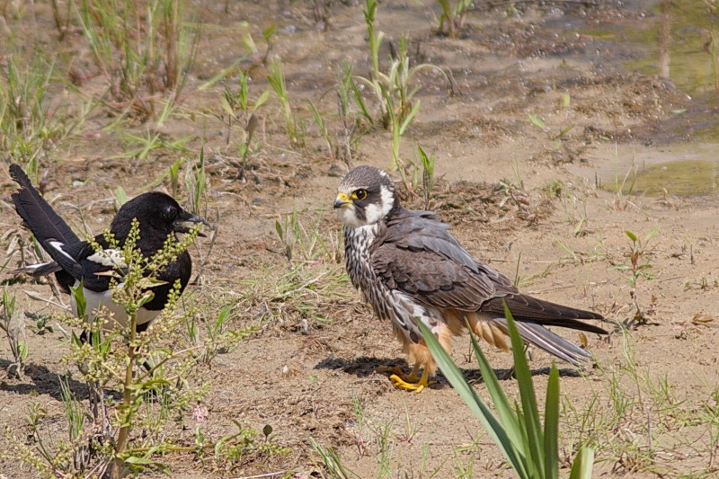 Photo Oiseaux Faucon hobereau (Falco subbuteo)