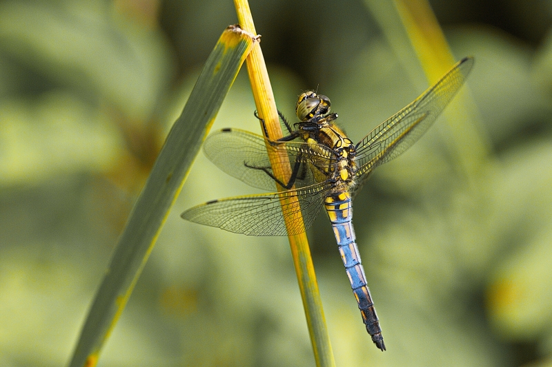 Photo Insectes Orthetrum réticulé (Orthetrum cancellatum)