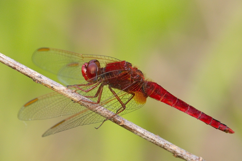 Photo Insectes Libellule écarlate (Crocothemis erythraea)