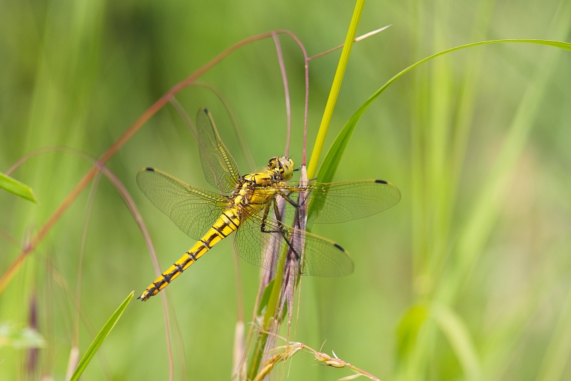 Photo Insectes Orthetrum réticulé (Orthetrum cancellatum)