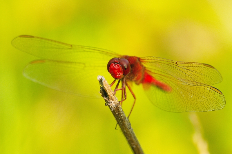 Photo Insectes Libellule écarlate (Crocothemis erythraea)