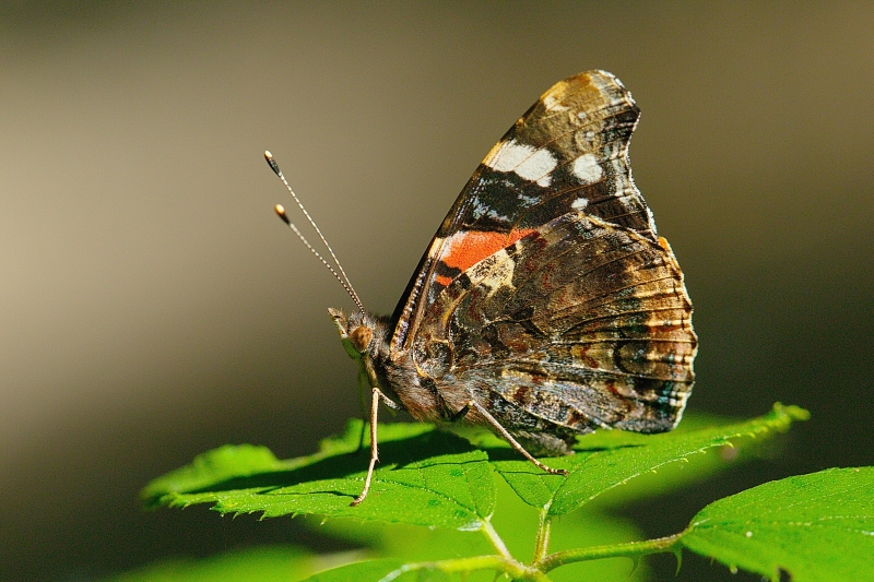 Photo Insectes Vulcain (Vanessa atalanta)