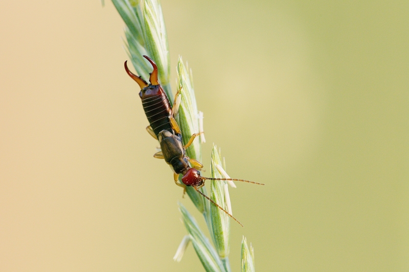 Photo Insectes Perce-oreilles (Forficula auricularia)
