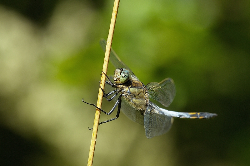 Photo Insectes Orthetrum réticulé (Orthetrum cancellatum)