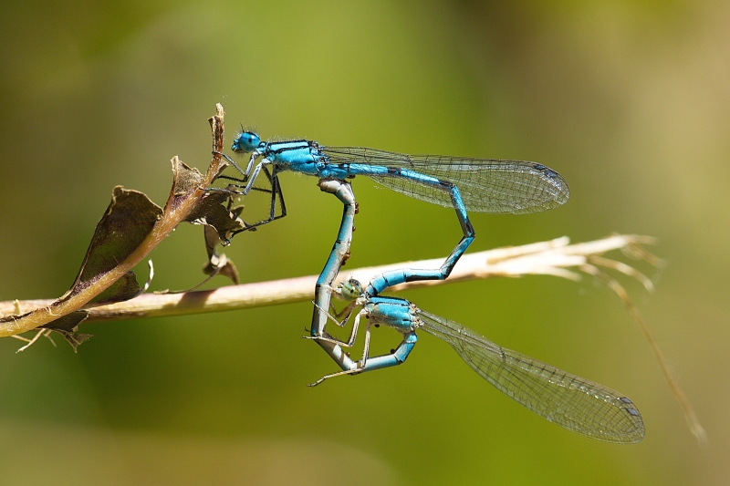 Photo Insectes Agrion porte-coupe (Enallagma cyathigerum)