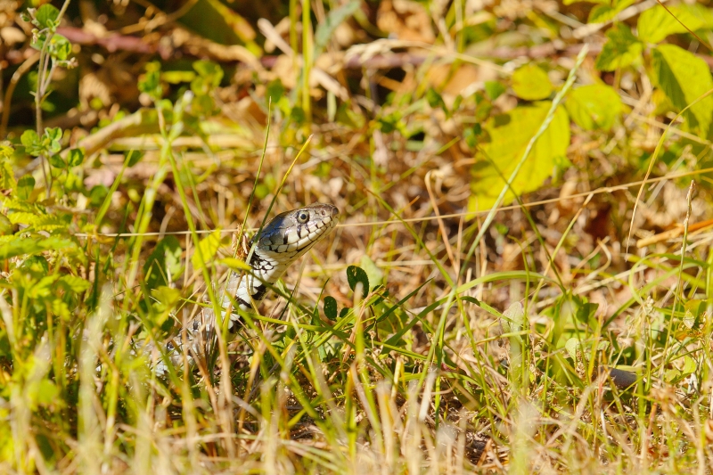 Photo Reptiles Couleuvre à collier (Natrix natrix)