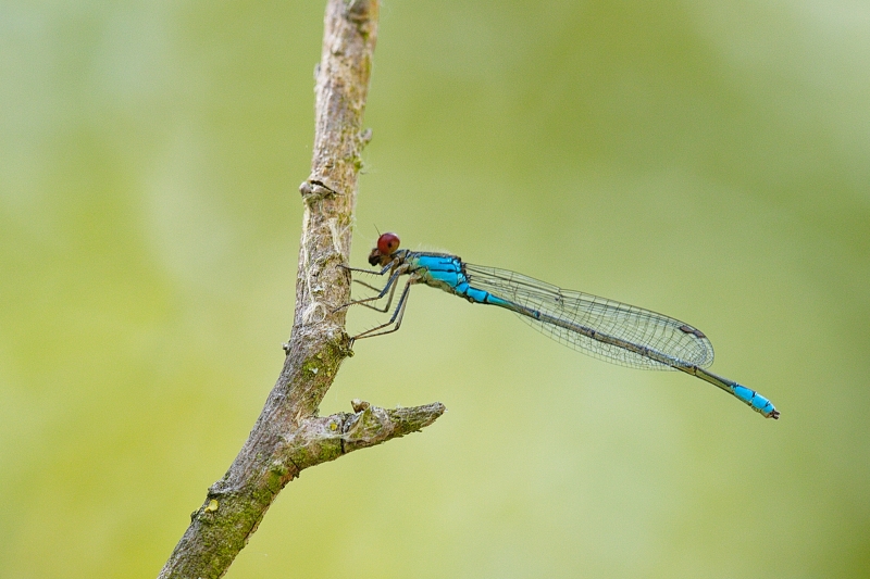Photo Insectes Naïade au corps vert (Erythromma viridulum)