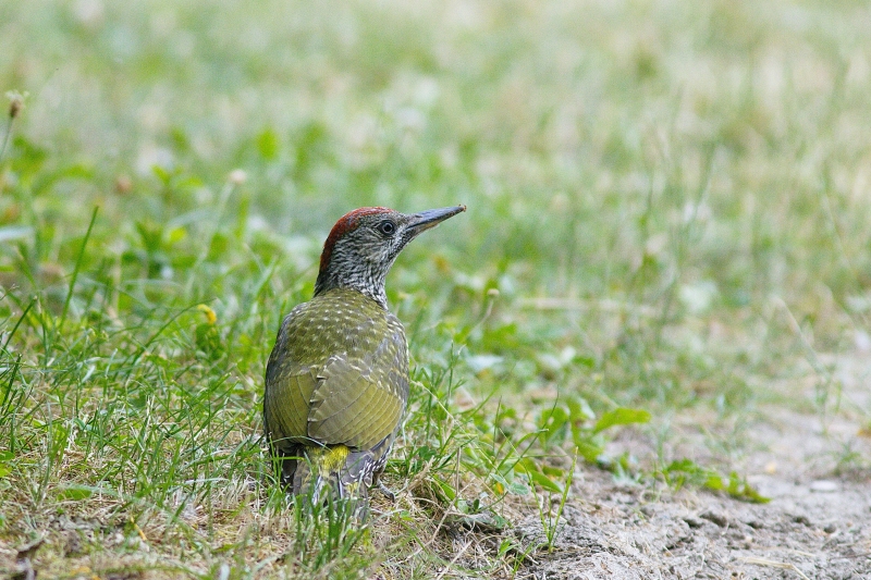 Photo Oiseaux Pic vert (Picus viridis)