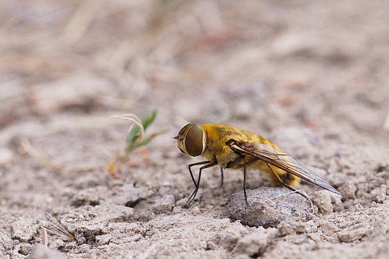 Photo Insectes Villa sp.