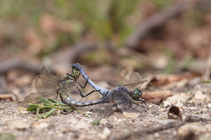 Photo Insectes Orthetrum réticulé (Orthetrum cancellatum)