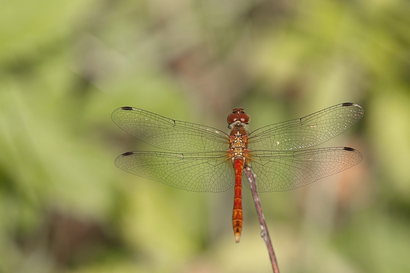 Photo Insectes Sympétrum rouge sang (Sympetrum sanguineum)