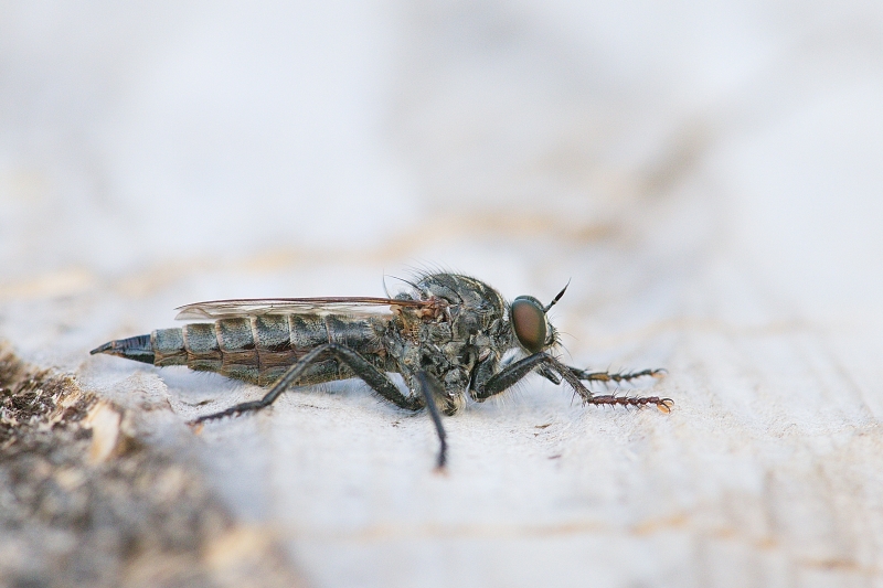 Photo Insectes Asile pour barbe rousse (Eutolmus rufibarbis)