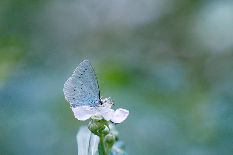 Photo Insectes Azuré des nerpruns (Celastrina argiolus)