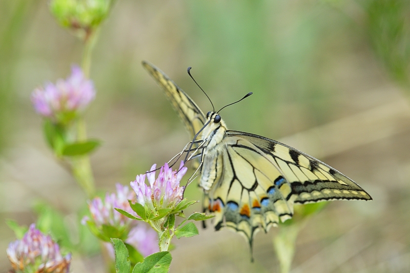 Photo Insectes Machaon (Papilio machaon)