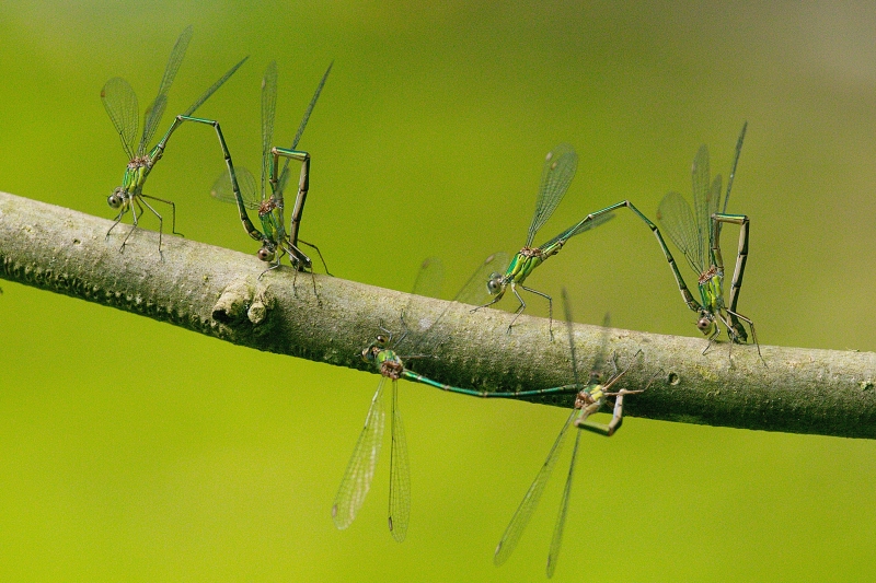Photo Insectes Leste vert (Chalcolestes viridis)