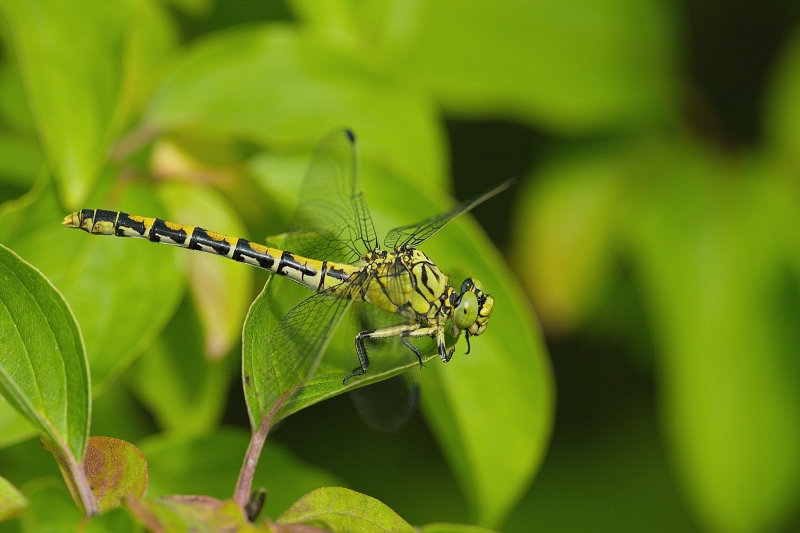 Photo Insectes Gomphe à pinces (Onychogomphus forcipatus)