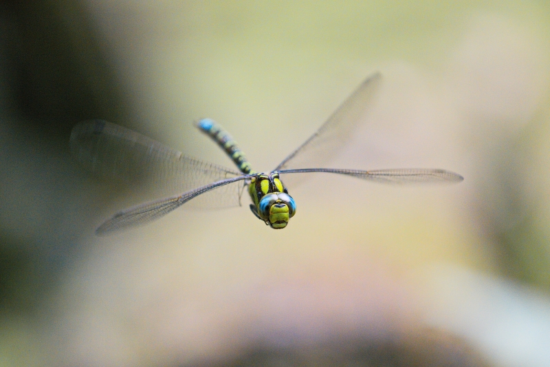 Photo Insectes Aeschne bleue (Aeshna cyanea)