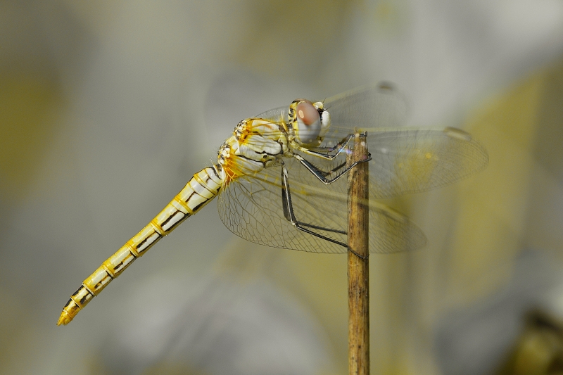 Photo Insectes sympétrum à nervures rouges (Sympetrum fonscolombii)