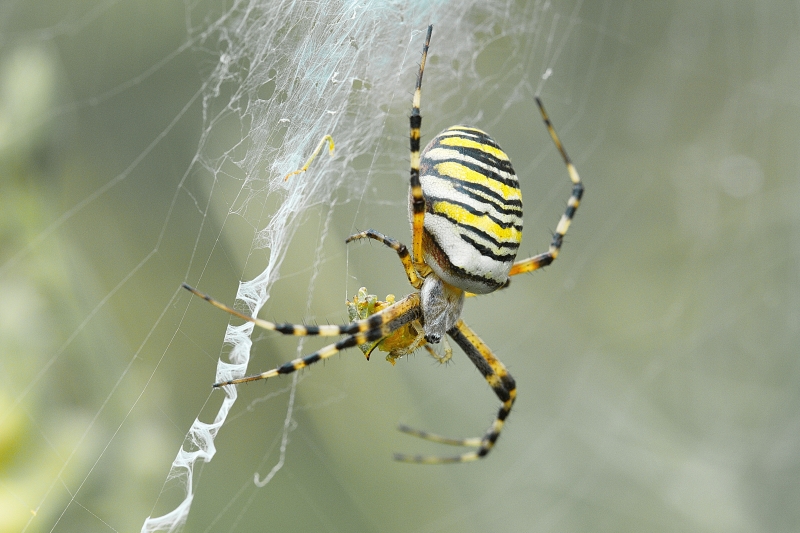 Photo Araignées Argiope frelon (Argiope bruennichi)