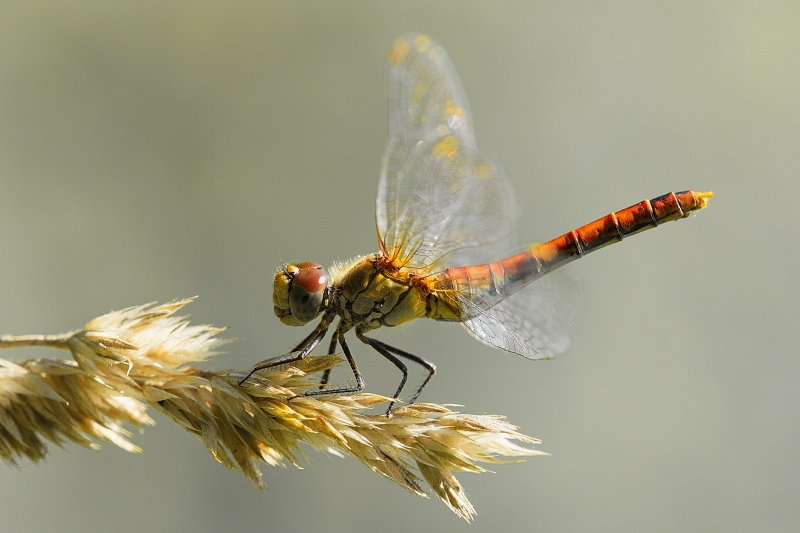 Photo Insectes Sympétrum rouge sang (Sympetrum sanguineum)