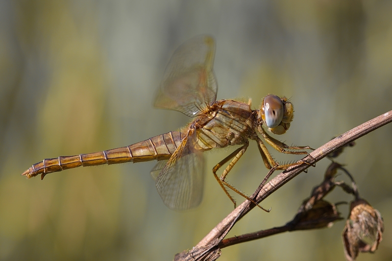 Photo Insectes Crocothémis écarlate (Crocothemis erythraea)
