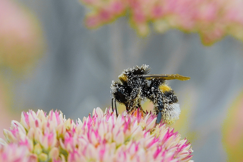 Photo Insectes bourdon terrestre (Bombus terrestris)