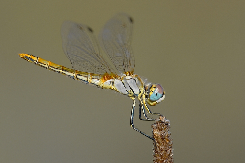 Photo Insectes sympétrum à nervures rouges (Sympetrum fonscolombii)