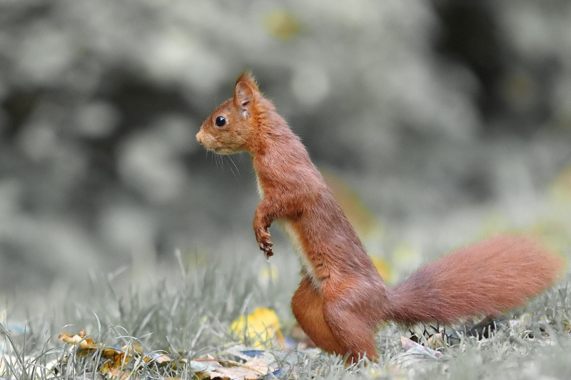 Photo Mammifères Ecureuil roux (Sciurus vulgaris)