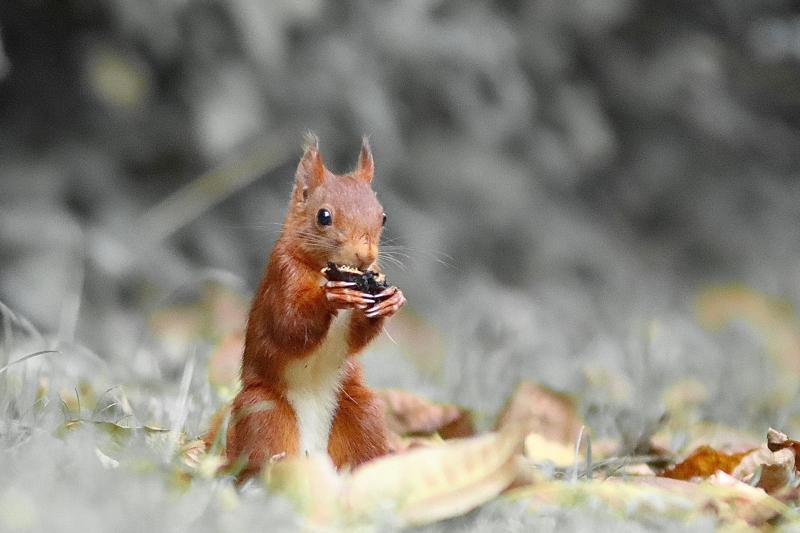 Photo Mammifères Ecureuil roux (Sciurus vulgaris)